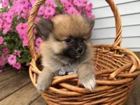 Tuffy, a male Pomeranian for sale in Athens, WI – 3 of 10