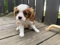 AKC Carl, a male Cavalier King Charles Spaniel for sale in Athens, WI – 1 of 10