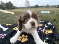 AKC Matt, a male Cocker Spaniel for sale in Athens, WI – 2 of 10