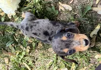 Harper, a female Miniature Dachshund for sale in Athens, WI – 9 of 10