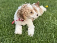 Dean, a male Poodle - Miniature  for sale in Athens, WI – 2 of 10