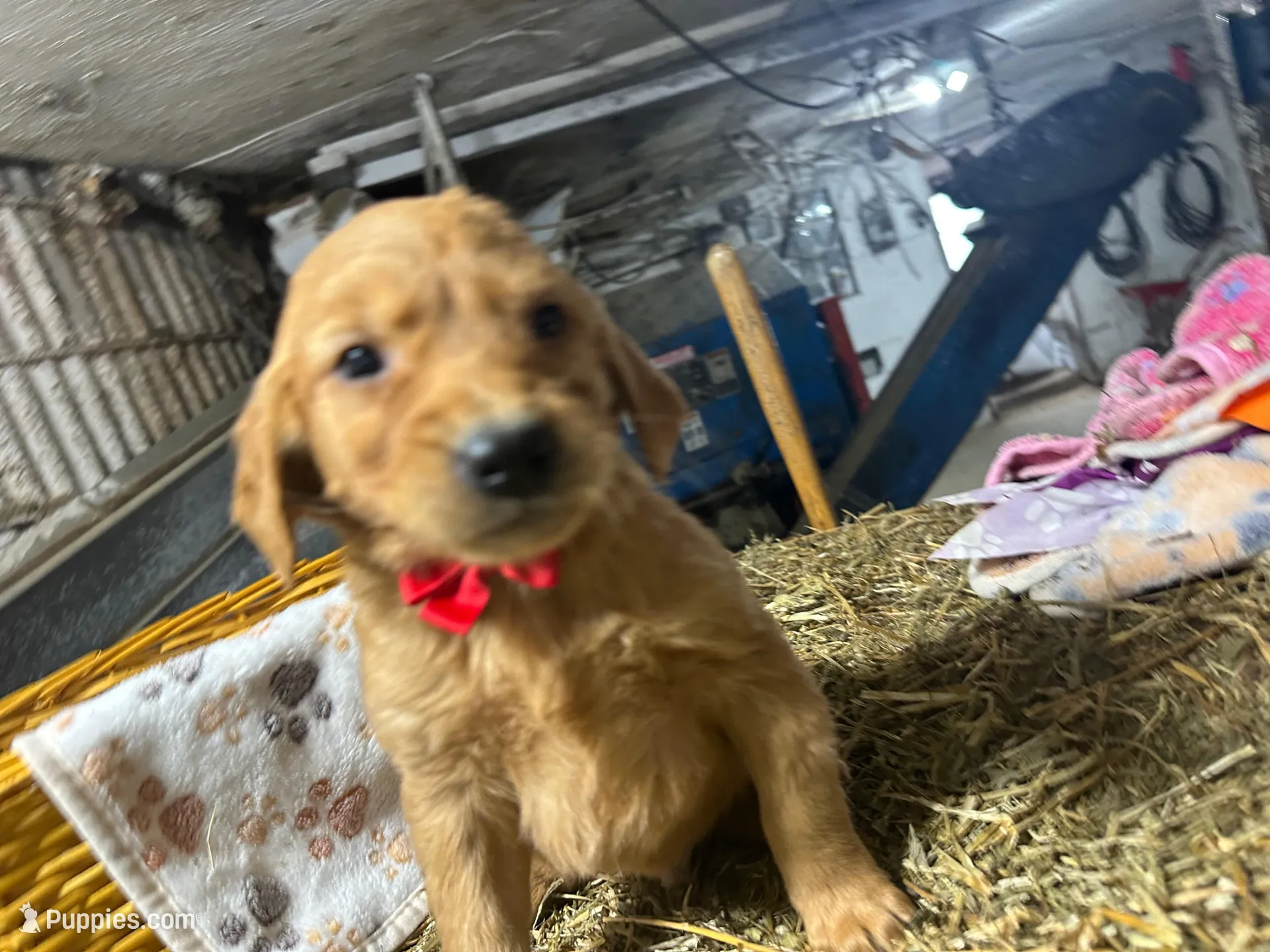 Reed, a male Golden Retriever for sale in Athens, WI – Photo 8 of 9