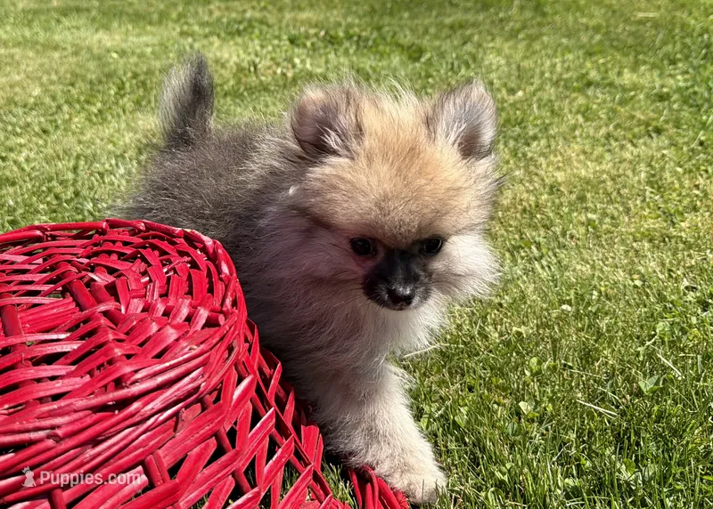 Buddy – Pomeranian puppy for sale in Athens, WI