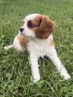 Lewis, a male Cavalier King Charles Spaniel for sale in Athens, WI – 3 of 10