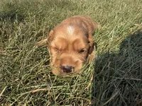 Harry Jr, a female Cocker Spaniel for sale in Athens, WI – 2 of 6