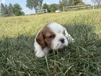 AKC Dorn, a male Cavalier King Charles Spaniel for sale in Athens, WI – 4 of 7