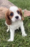 Lewis, a male Cavalier King Charles Spaniel for sale in Athens, WI – 5 of 10