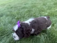 AKC Monica, a female Cocker Spaniel for sale in Athens, WI – 10 of 10