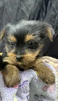 Tillie, a female Yorkshire Terrier for sale in Athens, WI – Photo 4 of 10