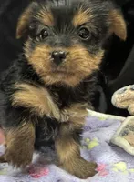 Tillie, a female Yorkshire Terrier for sale in Athens, WI – Photo 3 of 10
