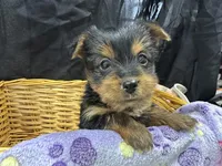 Tillie, a female Yorkshire Terrier for sale in Athens, WI – Photo 10 of 10