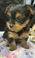 Tillie, a female Yorkshire Terrier for sale in Athens, WI – Photo 5 of 10