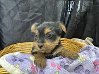 Tillie, a female Yorkshire Terrier for sale in Athens, WI – Photo 7 of 10