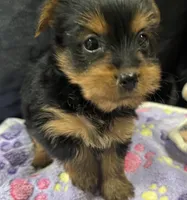 Tillie, a female Yorkshire Terrier for sale in Athens, WI – Photo 2 of 10