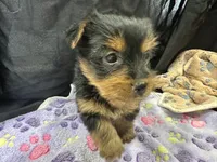 Tillie, a female Yorkshire Terrier for sale in Athens, WI – Photo 9 of 10
