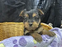 Tillie, a female Yorkshire Terrier for sale in Athens, WI – Photo 6 of 10