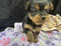 Tillie, a female Yorkshire Terrier for sale in Athens, WI – Photo 8 of 10