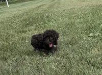 Eddie, a male Poodle - Toy  for sale in Athens, WI – 2 of 10