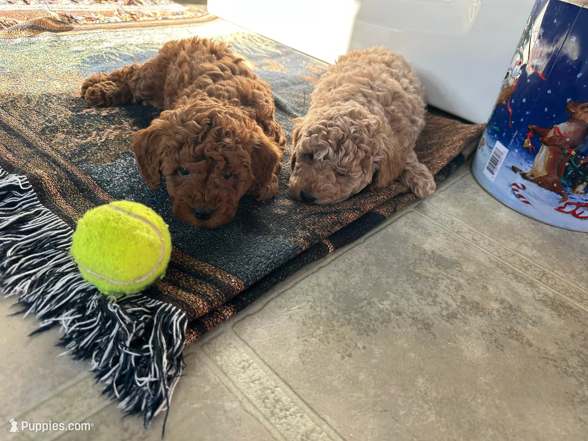 Mitch, a male Miniature Goldendoodle for sale in Athens, WI – Photo 10 of 10