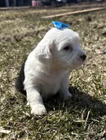 Carole, a female Cocker Spaniel and Miniature Australian Shepherd for sale in Athens, WI – 3 of 9