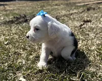 Carole, a female Cocker Spaniel and Miniature Australian Shepherd for sale in Athens, WI – 4 of 9