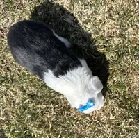 Carole, a female Cocker Spaniel and Miniature Australian Shepherd for sale in Athens, WI – 7 of 9