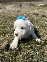 Carole, a female Cocker Spaniel and Miniature Australian Shepherd for sale in Athens, WI – 6 of 9