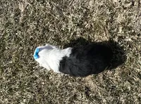 Carole, a female Cocker Spaniel and Miniature Australian Shepherd for sale in Athens, WI – 8 of 9