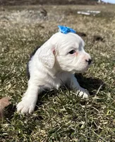 Carole, a female Cocker Spaniel and Miniature Australian Shepherd for sale in Athens, WI – 5 of 9