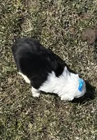 Carole, a female Cocker Spaniel and Miniature Australian Shepherd for sale in Athens, WI – 2 of 9
