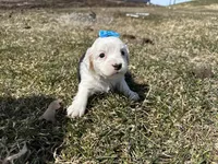 Carole, a female Cocker Spaniel and Miniature Australian Shepherd for sale in Athens, WI – 9 of 9