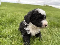 Huey, a male Miniature Bernedoodle for sale in Athens, WI – 3 of 10