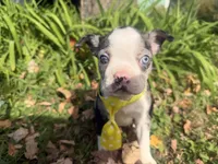 Parker, a male Boston Terrier for sale in Athens, WI – 3 of 10