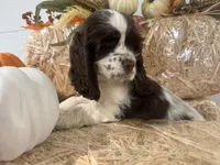 AKC Wren, a female Cocker Spaniel for sale in Athens, WI – 1 of 10
