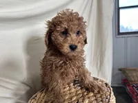 Pete, a male Poodle - Miniature  for sale in Athens, WI – Photo 2 of 10