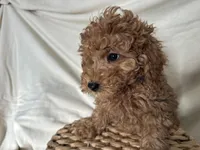 Pete, a male Poodle - Miniature  for sale in Athens, WI – Photo 7 of 10