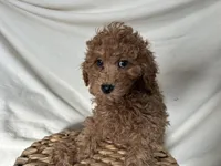 Pete, a male Poodle - Miniature  for sale in Athens, WI – Photo 3 of 10