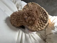 Pete, a male Poodle - Miniature  for sale in Athens, WI – Photo 5 of 10