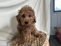 Pete, a male Poodle - Miniature  for sale in Athens, WI – Photo 8 of 10