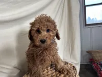 Pete, a male Poodle - Miniature  for sale in Athens, WI – Photo 1 of 10