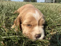 Holly, a female Cocker Spaniel for sale in Athens, WI – 6 of 10