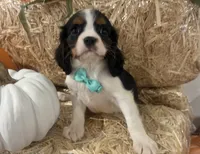Cliff, a male Cavalier King Charles Spaniel for sale in Athens, WI – 9 of 10
