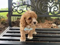 Sully, a male Cavapoo for sale in Athens, WI – 2 of 10