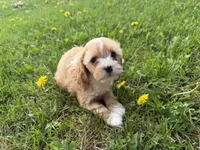 Eddie, a male Cavapoo for sale in Athens, WI – 8 of 10
