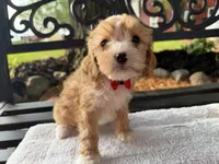 Eddie, a male Cavapoo for sale in Athens, WI – 6 of 10
