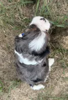 Arthur, a male Cavapoo for sale in Athens, WI – 6 of 10