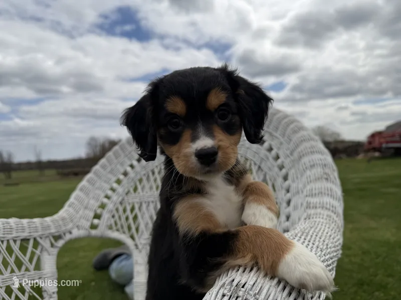 Harold  – Cocker Spaniel, Miniature Australian Shepherd puppy for sale in Athens, WI