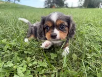 Lucas, a male Cavalier King Charles Spaniel for sale in Athens, WI – 6 of 10