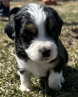 Jim, a male Cocker Spaniel and Miniature Australian Shepherd for sale in Athens, WI – 2 of 5