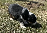 Jim, a male Cocker Spaniel and Miniature Australian Shepherd for sale in Athens, WI – 3 of 5